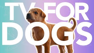 Watch This for INSTANT Dog Relaxation! Helped Over 10 Million Dogs Worldwide