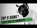 A Vet Shares The Top 9 Signs Your Dog is Unhappy