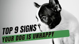 A Vet Shares The Top 9 Signs Your Dog is Unhappy