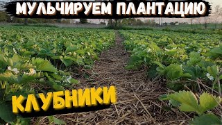 Мульчируем соломой клубнику