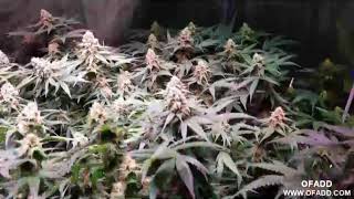 Marijuana flower Update.LED grow lights,Medical marijuana,Indoors growing
