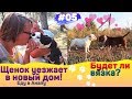 Встреча щенка с новой мамой! Состоится ли вязка собак? Еду в Анапу через Крымский Мост. #05