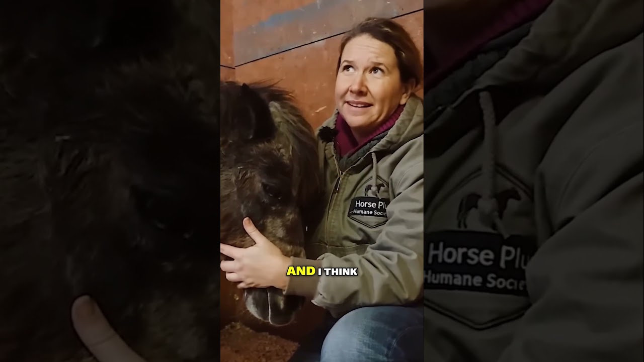 Hundreds Saved from Slaughter ❤️ #savehorses #season4