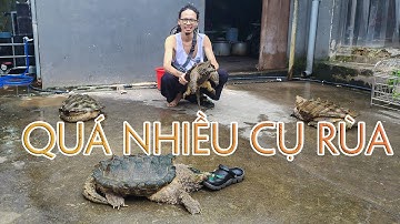 Quá nhiều CỤ RÙA - Alligator snapping turtle | WILDVN TV