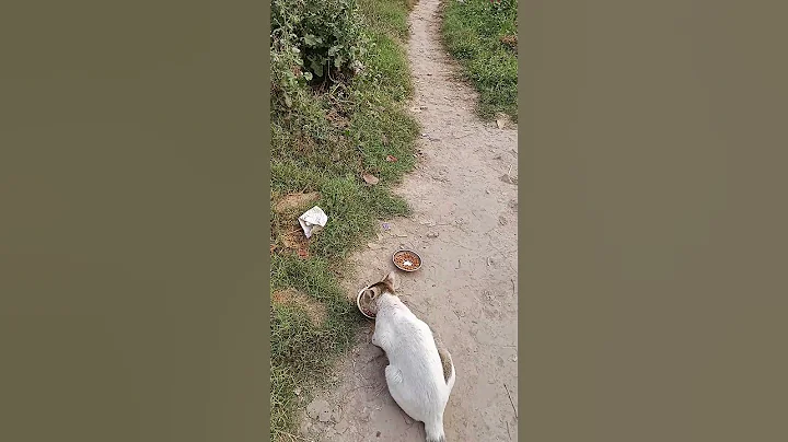 Watch the video about Hungry cats #cat #catlover #funny #viralvideo #viralshort #funnyanimals #shortsvideo#shorts#straycat