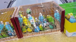 Bird market Pyatigorsk Part 1