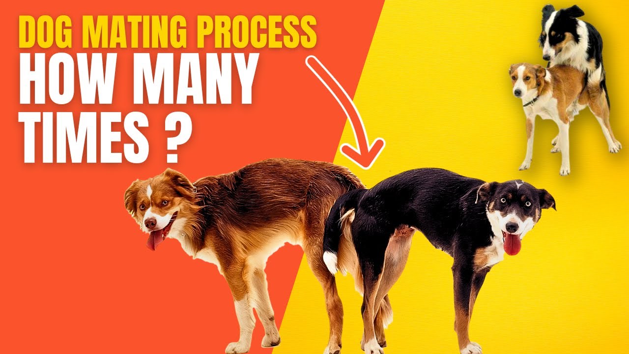 Dog Mating Process How Many Times And Much More Captivating Facts 