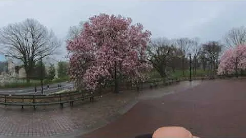 360° Walk in Central Park, NYC - Cherry Blossoms - April 2023