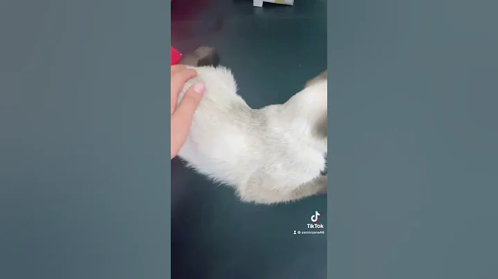 #cat #freefire #tiktok #trending #durecorder #subs...