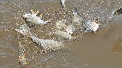 Nay dượng 8 xúc trúng cá mè vinh, cá vồ đém khủng nhìn thấy mê/VTTV #85