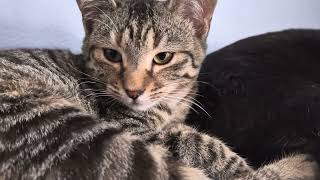 Video Of Adoptable Pet Named Max