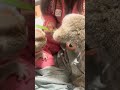 ヨーグルトを食べるスローロリス #スローロリス