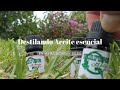 🌿🍃Destilando aceite esencial en Ayacucho - Perú🍃🌿