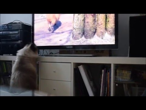 How to keep your cat amused :)