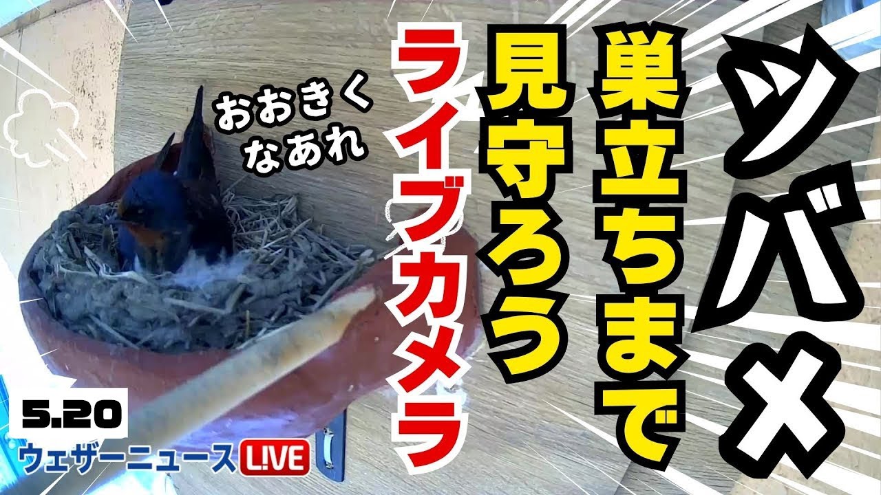 5月20日のツバメの様子