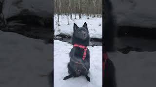 Winter Bunny Schipperke Vince