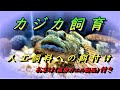 カジカ飼育～人工飼料（コトブキ フライミックス）への餌付け～