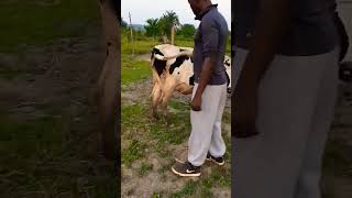 how to tell when your cow is close to Calving #viral #shorts
