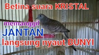 Betina perkutut lokal gacor SUARA KRISTAL memanggil Jantan pancingan langsung nyaut Bikin Bunyi
