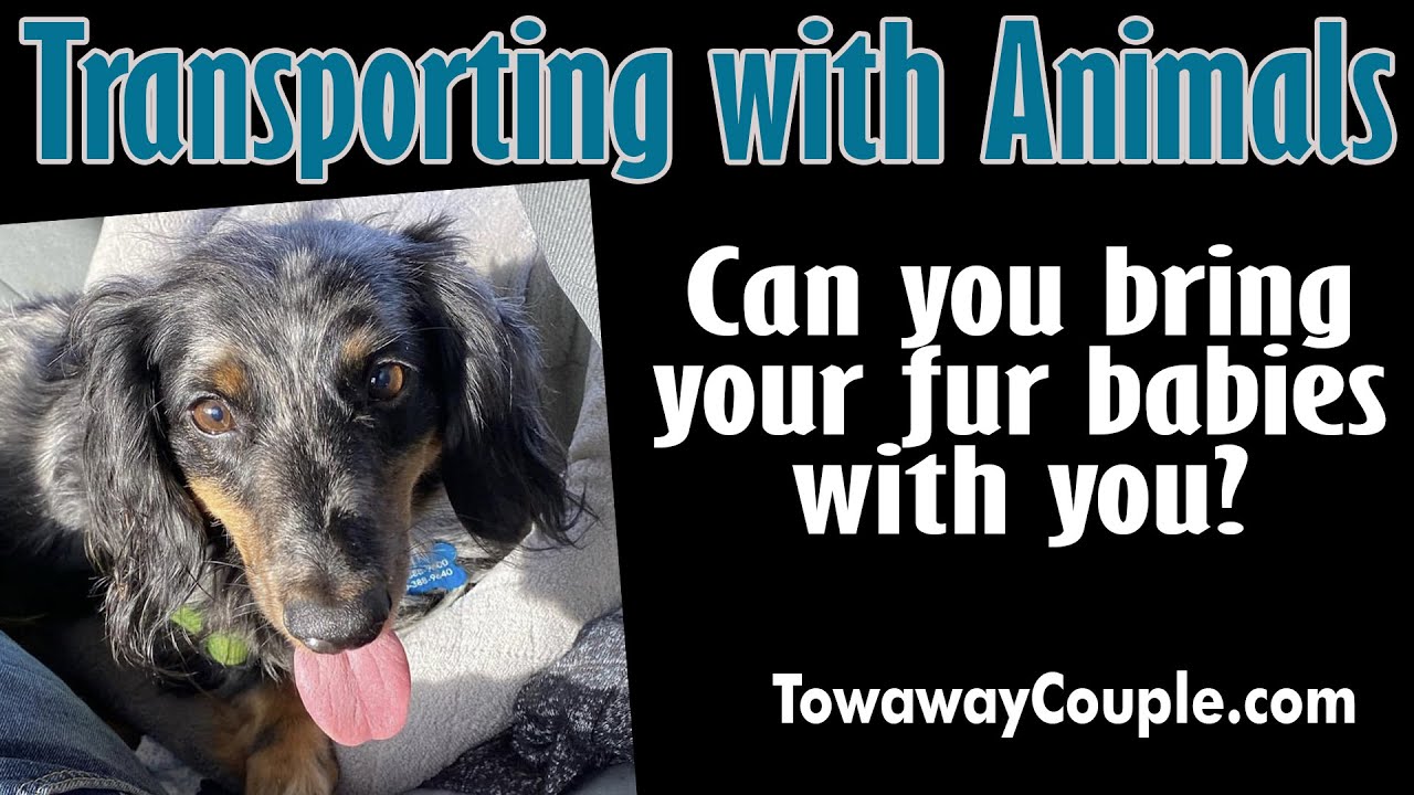 RV Transport - Transporting with animals   Can you bring your pets with you