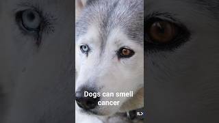 Dogs Can Smell Cancer With 97% Accuracy #Shorts #DogFacts #DidYouKnow #Dogs #Science #medicalfacts