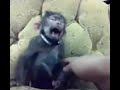 【VINE6秒動画】Ｔｗｉｔｔｅｒで人気の抱腹絶倒な動画その11　mogeTV