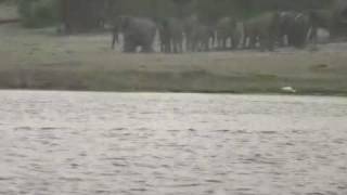 Crocodile Attacks Antelope Chased Into River By Wild Dogs