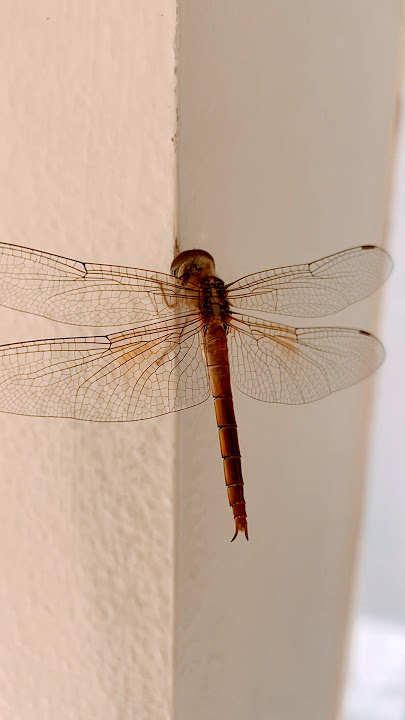 🪰🪰🤫🤫 #animals #animalshooting#animalshorts