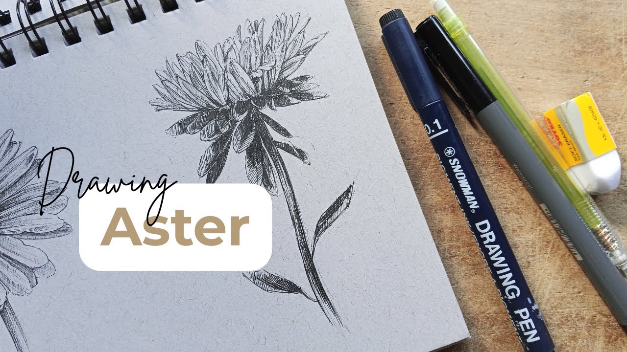 Drawing Practice // Aster on Toned Gray Paper