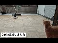 猫の楽園がついに完成！！初めてハーネスを着けずに外の世界を探検したら大変なことになりました【Catio/キャティオ】