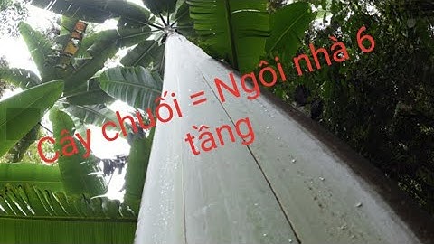 Bạn tin được không? Cây chuối cao bằng ngôi nhà 6 tầng!!!@manhthanhsaola