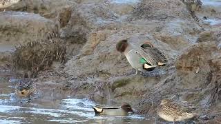 Green-winged (Anas carolinensis) and EurasianTeal allowing comparison. Calstock Wetlands, Cornwall.