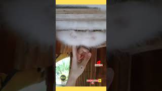 Squashing Belly Èo लल