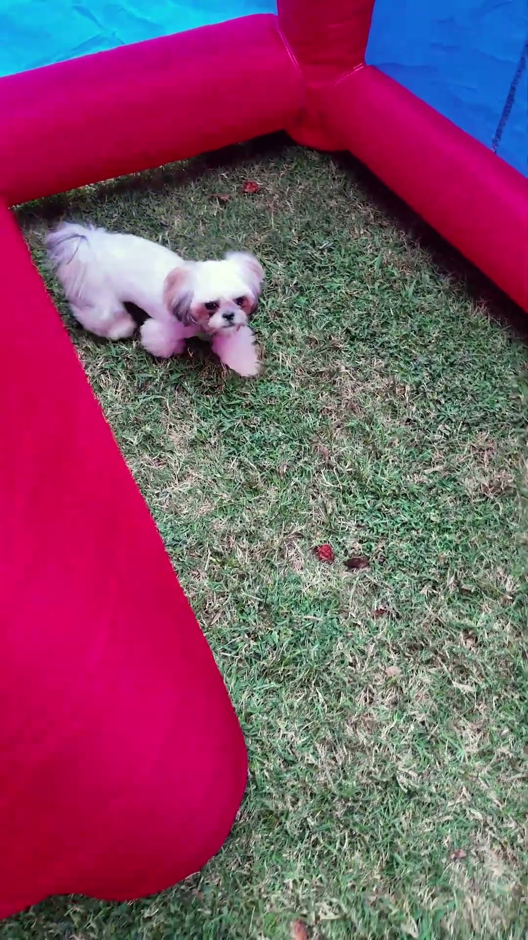 Assistant Helps Wiggles Waggles and Waffles Escape Giant Inflatable Maze #FamilyFun #FunnyDogs