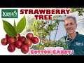 The Strawberry Tree Produces Fruit That Looks Like Cherries And Tastes Like Cotton Candy The Strawberry Tree Produces Fruit That Looks Like Cherries And Tastes Like Cotton Candy