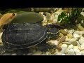 Common Musk Turtle, Sternotherus odoratus,Мускусная черепаха