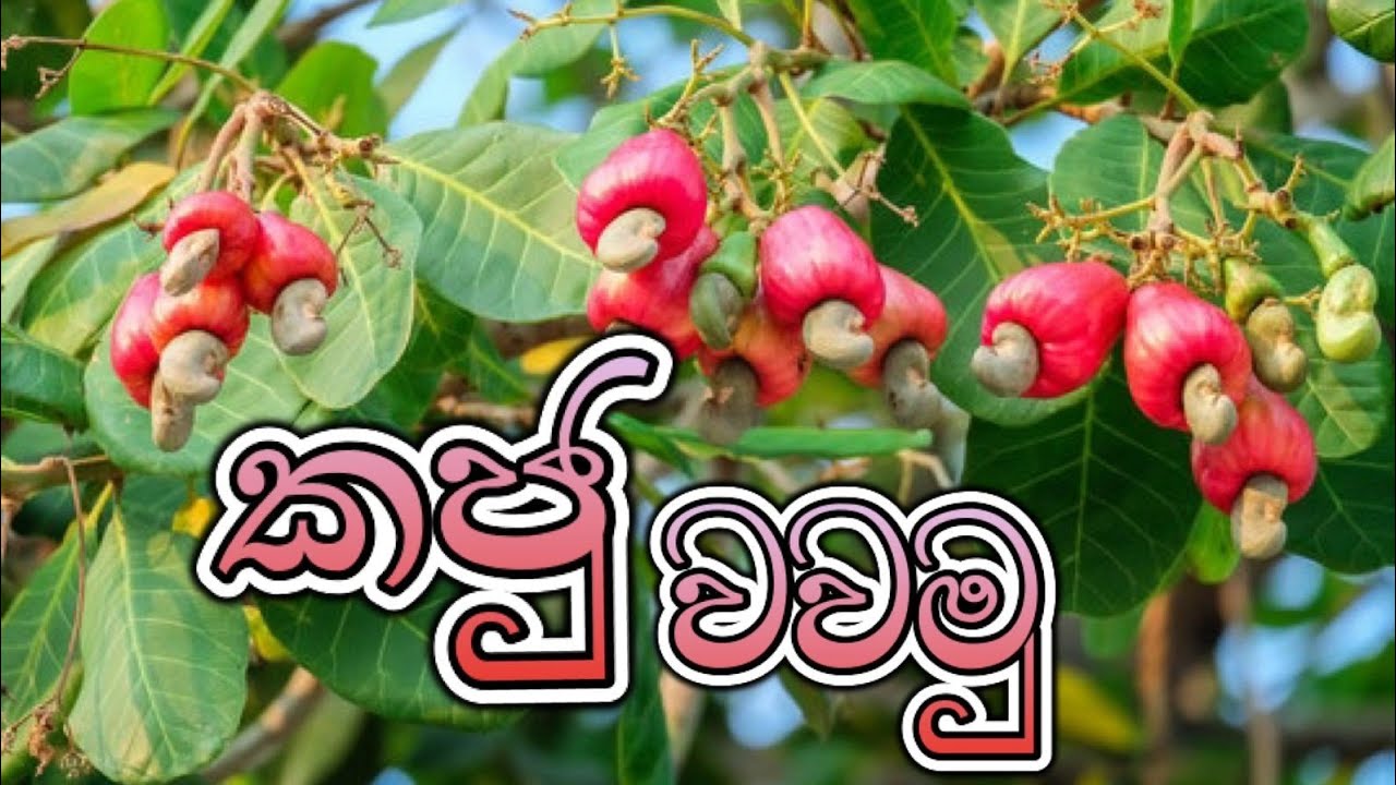 ගස්-කජු වගාව😋- Cashew Cultivation🌳