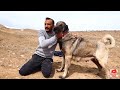 KANGAL VE HAYVAN SEVERLERE DUYURU (BARIŞ ÇİÇEK)