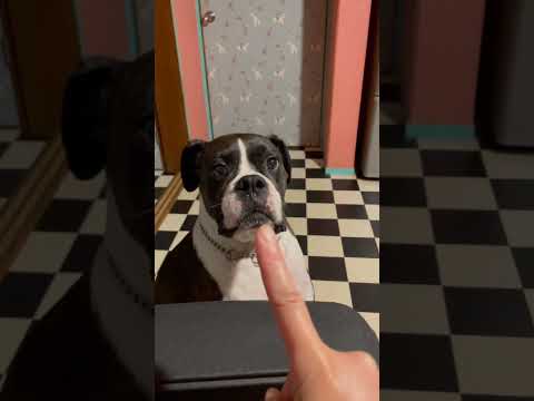 ボクサーを黙らせる方法#shorts