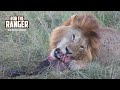 Nomadic Lion Eats As Pride Watches | Maasai Mara Safari | Zebra Plains