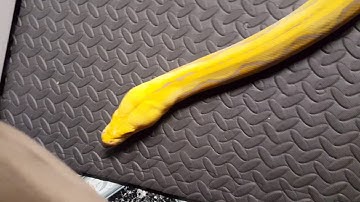 reticulated python adult male purple tiger