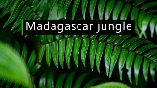 Dawn in Madagascar rainforest - Nature sounds screenshot 1