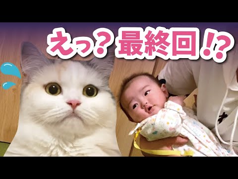 つくしピンチ！？新しくやってきた赤ちゃんに主役の座が…【おしゃべりする猫】