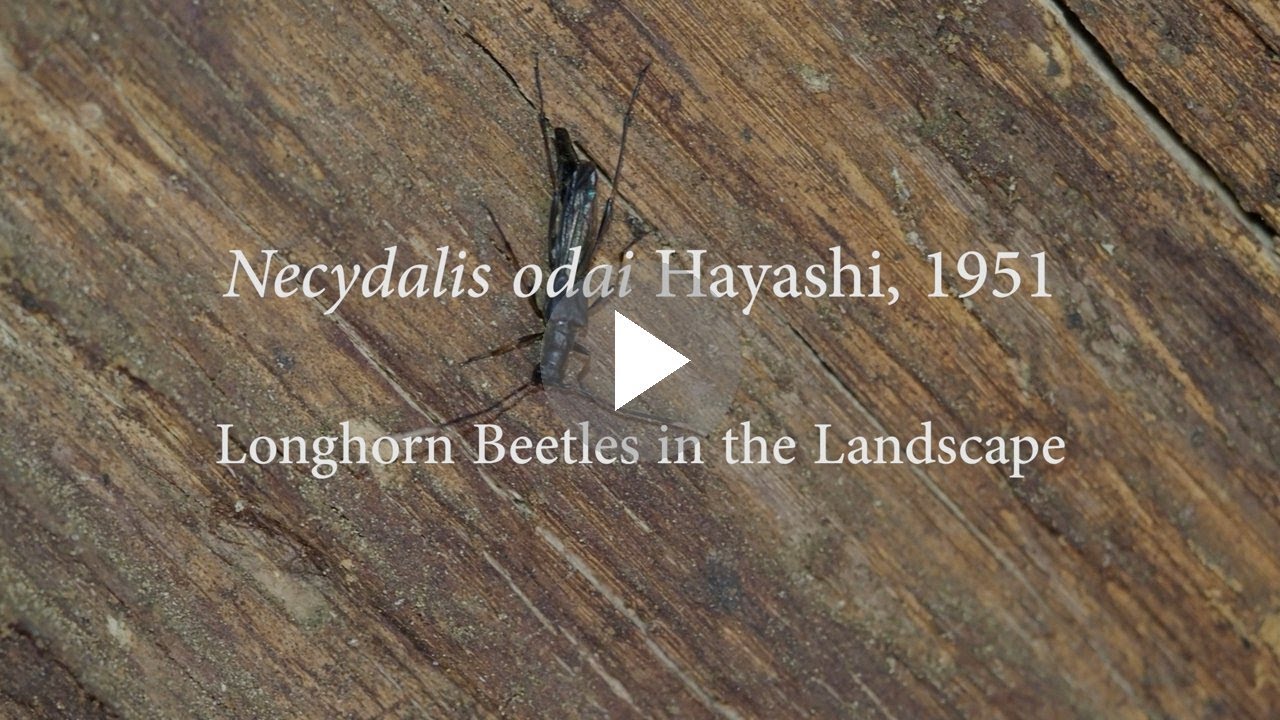 ヒゲシロホソコバネカミキリ (Necydalis odai) | 自然図鑑 写真 動画