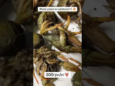 Для замовлення звʼяжіться з менеджером у вайбері+380960572236 #раки #раки #доставкараків #живірак