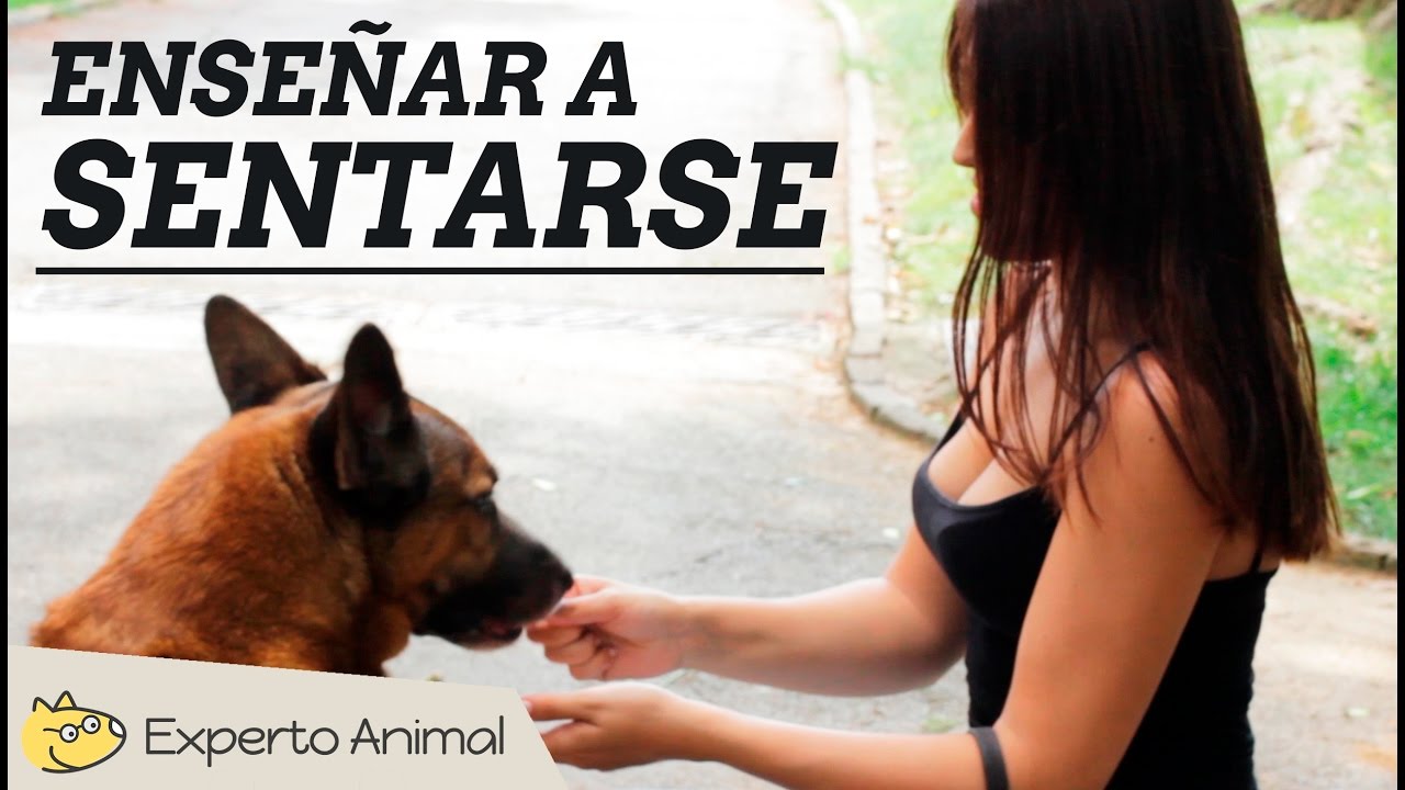 Órdenes básicas para perros - 5 ejercicios PASO A PASO + VÍDEO