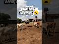 What Just Happened?! Try Not to Laugh😳🐄 #shorts