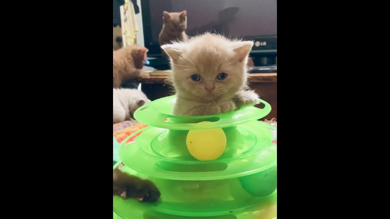 Kitten game - YouTube
