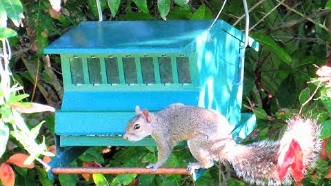 Squirrel-Proof Bird Feeder?