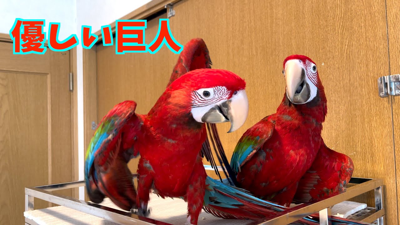 コンゴウインコの魅力をたっぷりとお伝え致します✨ The charm of green-winged macaws ✨